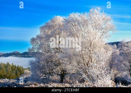 Glen Affric Cannich Écosse tôt le matin de l'hiver ciel bleu et un gel blanc sévère sur les bouleaux Banque D'Images