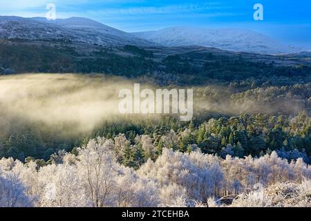 Glen Affric Cannich Écosse tôt le matin d'hiver avec brume et un gel blanc froid sur les bouleaux et les pins calédoniens Banque D'Images