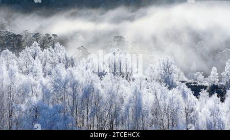 Glen Affric Cannich Écosse tôt le matin de l'hiver avec brume de soleil et un gel blanc sur les bouleaux Banque D'Images