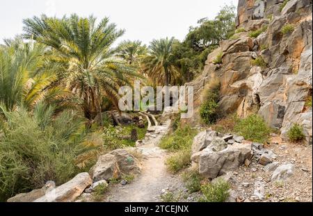 Sentier de montagne avec oasis de palmiers dattiers à Misfah al Abriyyin ou Misfat Al Abriyeen village situé dans le nord du Sultanat d'Oman. Banque D'Images