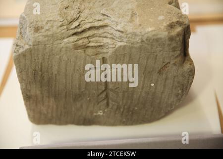 Blick am Dienstag 12.12.2023 in der Barlachstadt Güstrow Landkreis Rostock BEI einem Pressetermin auf einen Sandstein mit Zunftzeichen wie er seinerzeit am örtlichen Schloss verbaut wurde. DAS Renaissance-ensemble wird derzeit saniert. Dabei wurden u.a. auch besondere Steine freigelegt. Die Arbeiten sollen bis auf die Schlossbrücke, die erst 2025 fertig sein wird, bis zum Jahr 2024 abgeschlossen sein. Nun wurde im Verlauf des Tages ein Zwischenstand der Sanierungsarbeiten vorgestellt. Diese werden durch die eu gefördert werden. Denn das Güstrower Schloss Gilt wegen seiner Vielfalt in der Gesta Banque D'Images