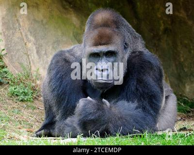 Gros plan gorille mâle (Gorilla gorilla) couché sur l'herbe Banque D'Images