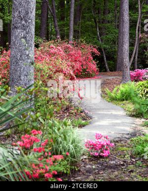 Le sentier en courbe serpente autour de l'arboretum de l'Arkansas du Sud. Les azalées sont en fleurs et les lignes roses chemin. Banque D'Images