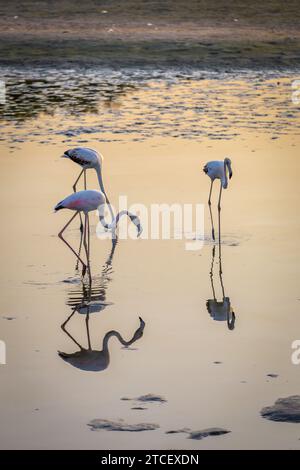 Flamingos (Phoenicopterus roseus) à la réserve naturelle de Ras Al Khor à Dubaï, pataugeoire dans le lagon et pêche, reflets dans l'eau, coucher de soleil. Banque D'Images