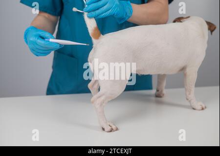 Un vétérinaire mesure la température d'un chien par voie rectale à l'aide d'un thermomètre électronique. Banque D'Images