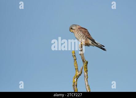 Le kestrel commun mâle (Falco tinnunculus) perché sur un arbre mort Banque D'Images