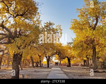 Populus euphratica ou peupliers du désert aux couleurs éclatantes du feuillage automnal bordent une promenade piétonne dans une oasis désertique de Mongolie intérieure. -04 Banque D'Images