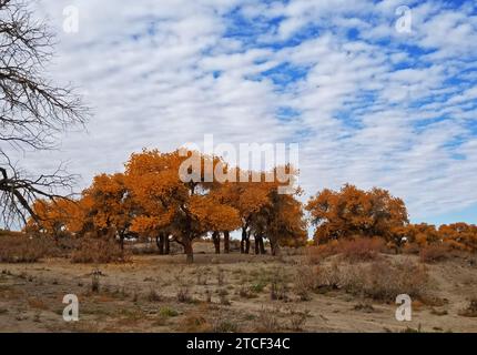 Populus euphratica ou peupliers du désert, et leurs couleurs éclatantes de feuillage d'automne, offrent de nombreuses vues panoramiques dans une oasis du désert de Mongolie intérieure uedn Banque D'Images