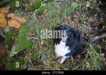 Chien en automne Banque D'Images