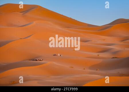 Touristes occidentaux et dromadaires chameaux dans les dunes de sable de l'Erg Chebbi, désert du Sahara près de Merzouga, Drâa-Tafilalet, Errachidia, Maroc Banque D'Images