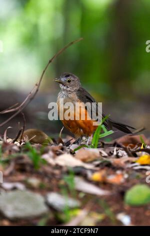 Oiseau brésilien au ventre orange Sabiá Laranjeira oiseau de grive roufous-ventre Banque D'Images
