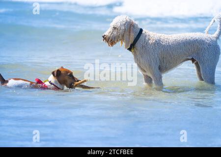 Deux chiens de taille et de race différentes dans le surf jouant avec bâton Banque D'Images