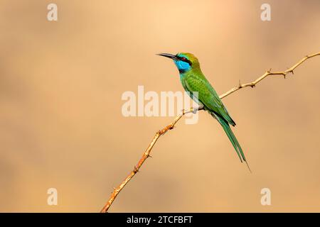 Mangeur d'abeilles vert arabe, cyanophrys Merops Banque D'Images