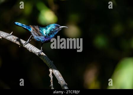 Bel oiseau brillant au soleil. Le Sunbird palestinien, Cinnyris osea. Banque D'Images