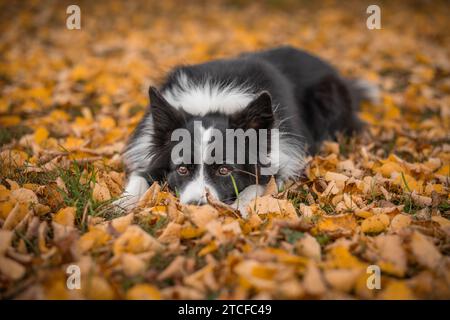 Obéissant Border Collie se couche dans Autumn Fallen Leaves. Mignon chien noir et blanc en feuillage orange. Banque D'Images