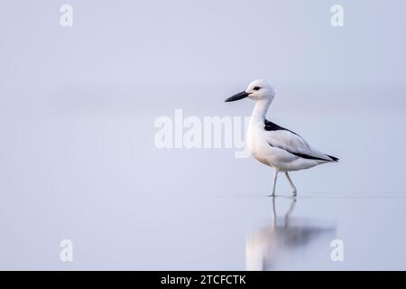 Pluvier de crabe, Dromas ardeola. Silhouette d'un oiseau dans l'eau. Côte de la mer Rouge, Arabie Saoudite. Banque D'Images