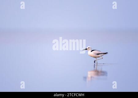 Pluvier de crabe, Dromas ardeola. Silhouette d'un oiseau dans l'eau. Côte de la mer Rouge, Arabie Saoudite. Banque D'Images