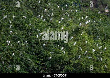 Fond coloré avec un oiseau exotique. Grand troupeau d'oiseaux dans les arbres. Bétail Egret, Bubulcus ibis. Banque D'Images