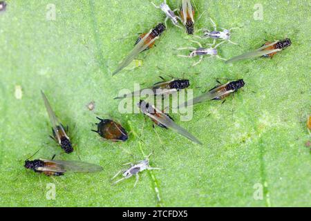 Colonie de puceron de coton (également appelé puceron de melon et puceron de coton) - Aphis gossypii sur une feuille de poivrons du jardin. Banque D'Images