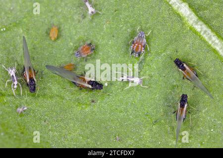 Colonie de puceron de coton (également appelé puceron de melon et puceron de coton) - Aphis gossypii sur une feuille de poivrons du jardin. Banque D'Images