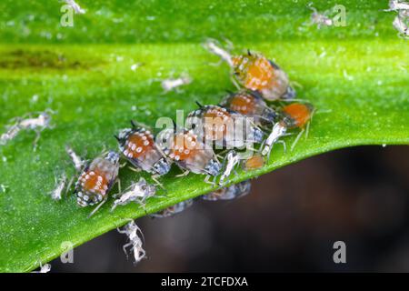 Colonie de puceron de coton (également appelé puceron de melon et puceron de coton) - Aphis gossypii sur une feuille de poivrons du jardin. Banque D'Images