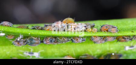 Colonie de puceron de coton (également appelé puceron de melon et puceron de coton) - Aphis gossypii sur une feuille de poivrons du jardin. Banque D'Images