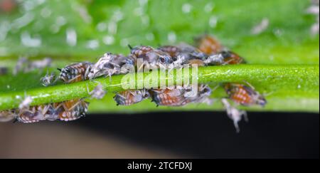 Colonie de puceron de coton (également appelé puceron de melon et puceron de coton) - Aphis gossypii sur une feuille de poivrons du jardin. Banque D'Images