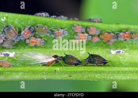 Colonie de puceron de coton (également appelé puceron de melon et puceron de coton) - Aphis gossypii sur une feuille de poivrons du jardin. Banque D'Images