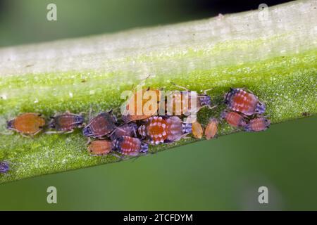 Colonie de puceron de coton (également appelé puceron de melon et puceron de coton) - Aphis gossypii sur une feuille de poivrons du jardin. Banque D'Images