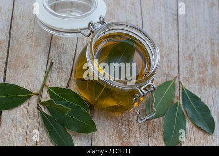 Lorbeer-Öl, Lorbeer-OEL, Lorbeeröl, Lorbeerblätter werden in Olivenöl ausgezogen, Lorbeerbaum, Lorbeer-Baum, Echter Lorbeer, Edel-Lorbeer, Edler Lorbe Banque D'Images