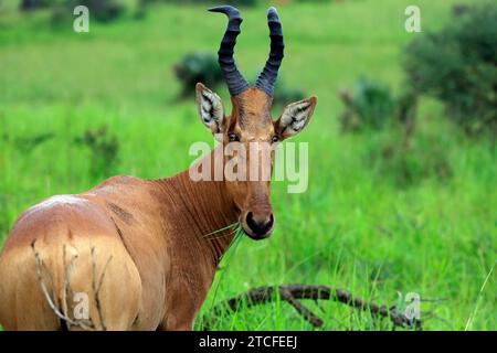 Gros plan d'un Hartebeest (Alcelaphus buselaphus, alias Kongoni), nourrissant et regardant dans la caméra. Parc national de Murchison Falls, Ouganda Banque D'Images