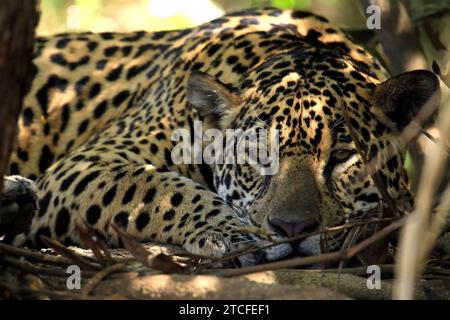 Gros plan d'un Jaguar reposant dans la forêt, établissant un contact visuel. Pantanal, Brésil Banque D'Images