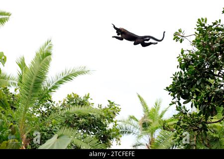 Colobus rouge ougandais (Procolobus tephrosceles) dans les airs, au milieu d'un grand bond entre deux arbres. Marais de Bigodi, Ouganda Banque D'Images