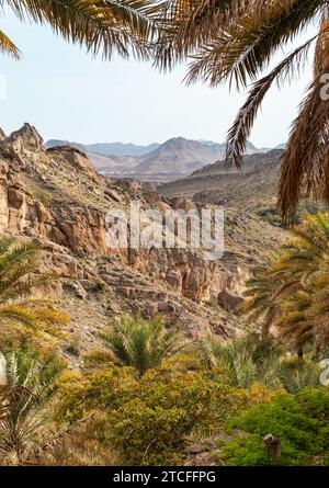 Sentier de montagne avec oasis de palmiers dattiers à Misfah al Abriyyin ou Misfat Al Abriyeen village situé dans le nord du Sultanat d'Oman. Banque D'Images