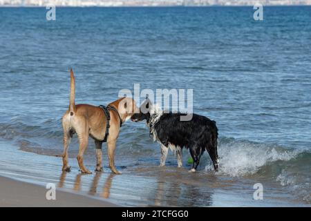 Chiens jouant sur la plage de Carabassi à Arenales del sol, Espagne Banque D'Images