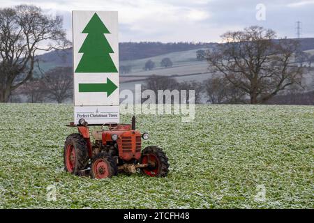 Agriculteur faisant la publicité des ventes d'arbres de Noël avec un signe sur un tracteur vintage au milieu d'un champ. Cumbria, Royaume-Uni. Banque D'Images
