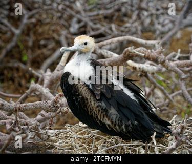 L'oiseau de frégate des Galapagos ou grand oiseau de frégate, un bébé ou un juvénile sur le nid, El Barranco, île de Genovesa, îles Galápagos, Équateur Banque D'Images