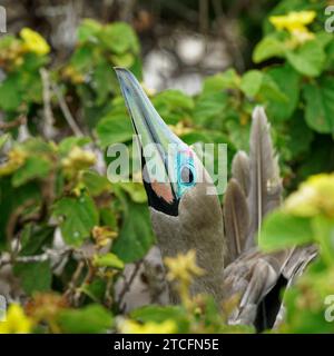 Un bébé ou un jeune enfant à pieds rouges caché sous un buisson à El Barranco, île de Genovesa, îles Galápagos, Équateur Banque D'Images