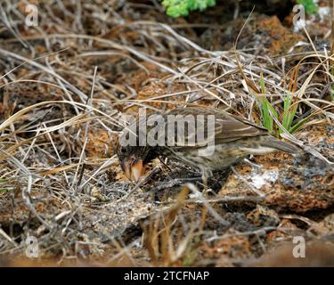 Une femelle Galápagos finch à bec biseauté trouvée seulement sur l'île de Genovesa. El Barranco, île de Genovesa, îles Galápagos, Équateur Banque D'Images