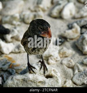 Une femelle Galápagos finch à bec biseauté trouvée seulement sur l'île de Genovesa. Baie de Darwin, île de Genovesa, îles Galápagos, Équateur Banque D'Images