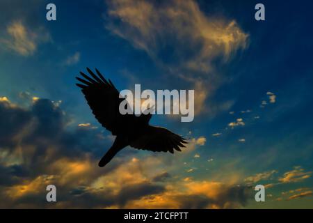 Un corbeau noir majestueux s'élevant sur une toile de fond époustouflante de nuages rosés et dorés illuminés par le soleil couchant Banque D'Images