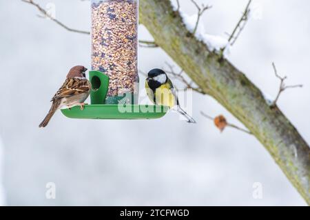 Les oiseaux perchés au sommet d'une mangeoire à oiseaux avec un arbre en fleurs en arrière-plan. Banque D'Images