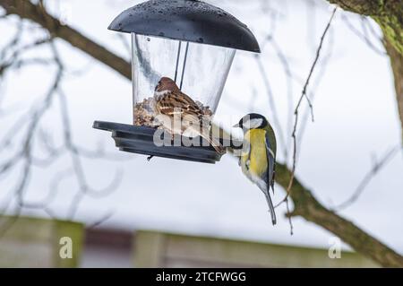 Les oiseaux perchés au sommet d'une mangeoire à oiseaux avec un arbre en fleurs en arrière-plan. Banque D'Images