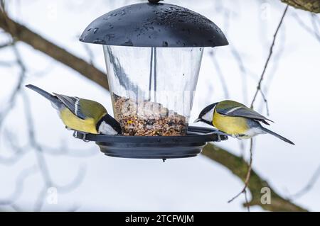 Les oiseaux perchés au sommet d'une mangeoire à oiseaux avec un arbre en fleurs en arrière-plan. Banque D'Images