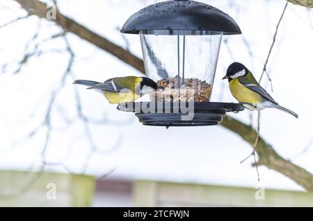 Les oiseaux perchés au sommet d'une mangeoire à oiseaux avec un arbre en fleurs en arrière-plan. Banque D'Images