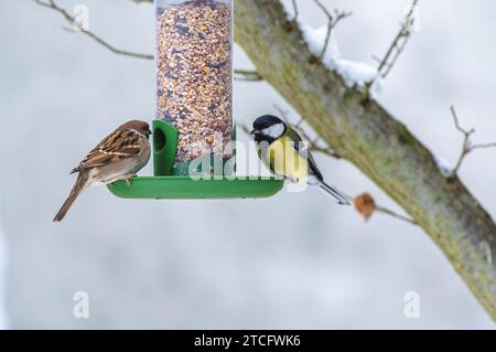 Les oiseaux perchés au sommet d'une mangeoire à oiseaux avec un arbre en fleurs en arrière-plan. Banque D'Images