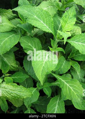 Salvia Divinorum « Salvia » Banque D'Images