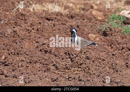 Vanneau rouge / Vanellus indicus se nourrissant dans un champ boueux Banque D'Images