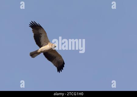 Aigle botté Hieraaetus pennatus volant dans le ciel du sud de la France Banque D'Images