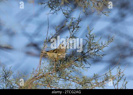 Goldcrest Regulus regulus recherche de nourriture sur les arbres dans le sud de la France Banque D'Images